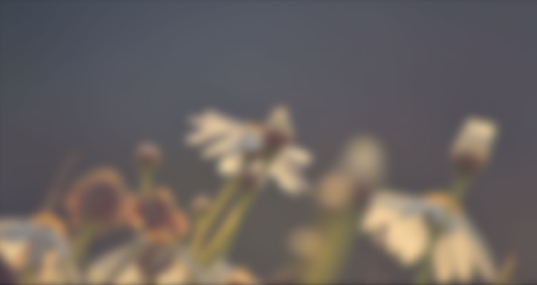 Portfolio List